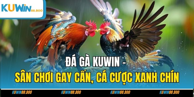 Đá gà cựa sắt mang đến những trải nghiệm tuyệt vời cho người xem