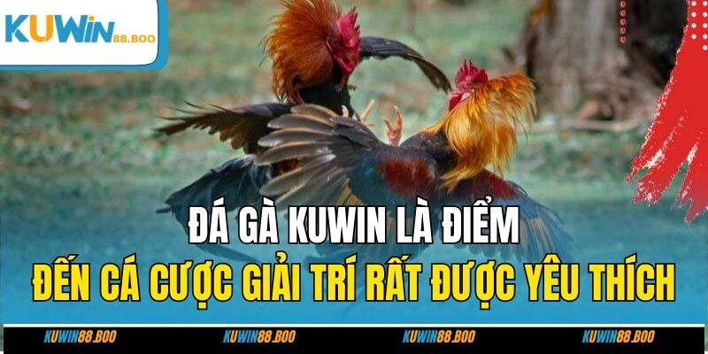 Đá gà KUWIN là điểm đến cá cược giải trí rất được yêu thích 