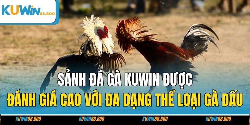 Sảnh đá gà KUWIN được đánh giá cao với đa dạng thể loại gà đấu