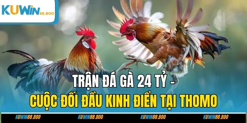 Trận Đá Gà 24 Tỷ